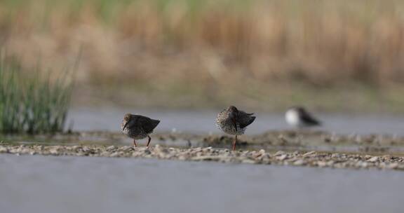 湿地水禽的生活状态
