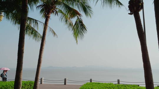 滨海椰子树休闲绿道市民游客散步徒步晴天