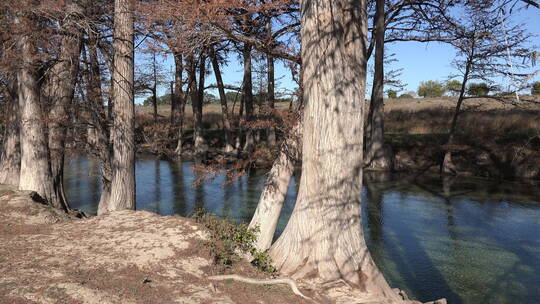 麦地那河岸柏树