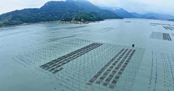 霞浦福建潮间带紫菜养殖0083