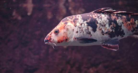 水族馆鱼缸斑点锦鲤鱼特写