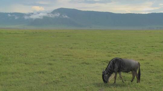 角马在非洲平原上吃草