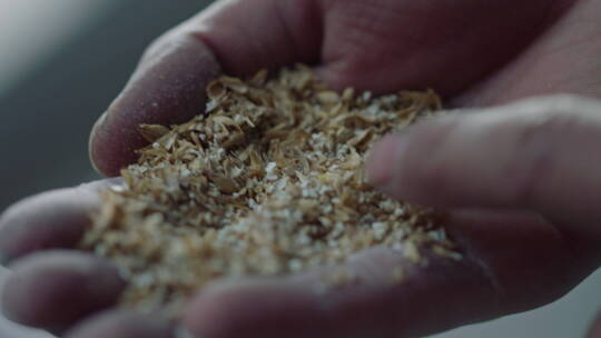 磨碎的麦粒 放大镜效果动画