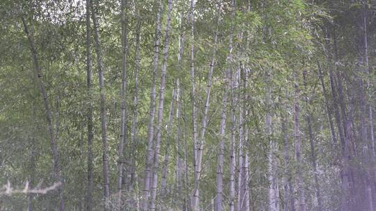 登山运动踏青绍兴雪窦岭古道4K实拍