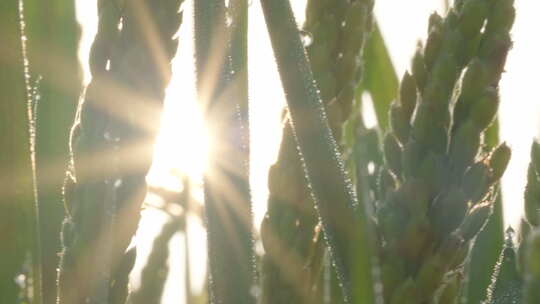 清晨水稻穗逆光粮食大米剪影