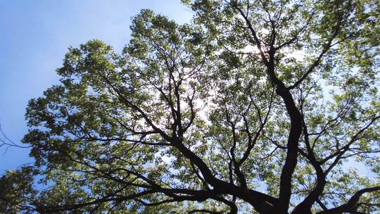 夏天阳光穿过树林树枝叶子特写视频素材