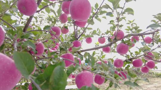 洛川苹果种植视频素材模板下载