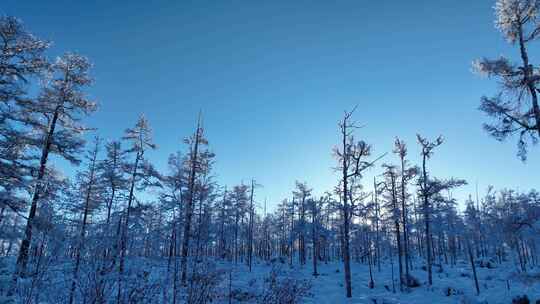 大兴安岭林海雪原雪林