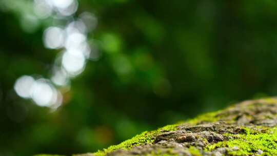 特写树桩上覆盖着绿色苔藓