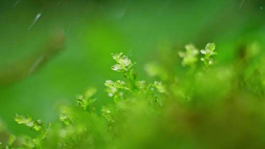 微观绿植雨水