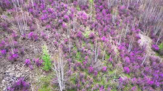 航拍大兴安岭春季山林杜鹃花海