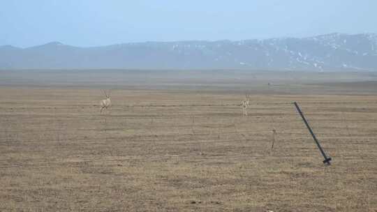 青藏高原可可西里奔跑的藏羚羊