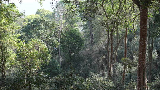 茶园森林茶场树林
