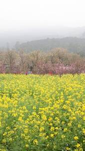 实拍油菜花田和风车