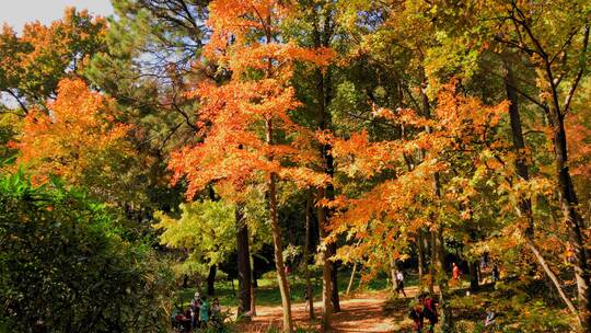 苏州天平山红枫秋景视频素材模板下载