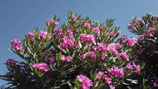 盛开的夹竹桃灌木开着鲜艳的粉红色花朵