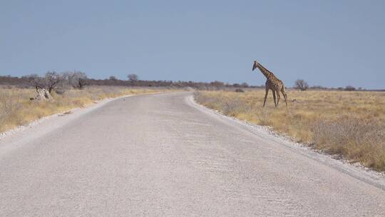 长颈鹿穿过马路