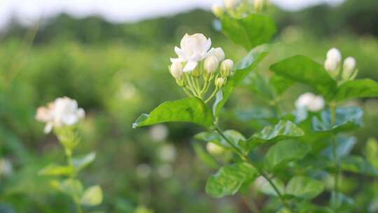 唯美茉莉花与茉莉花茶制作福州茉莉花种植园