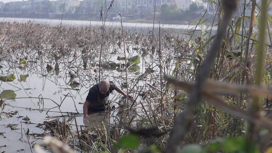 渔民采河蚌弯腰下水中景别LOG视频素材视频素材模板下载