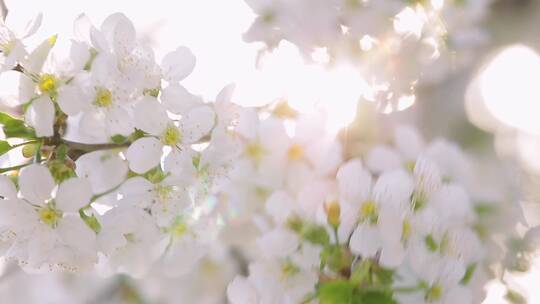 阳光下的白色花朵