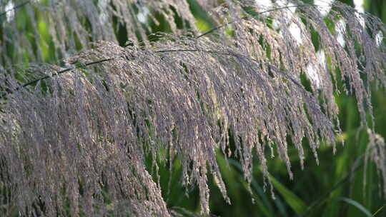 芦苇 狗尾巴草 芦花 阳光 空镜 实拍