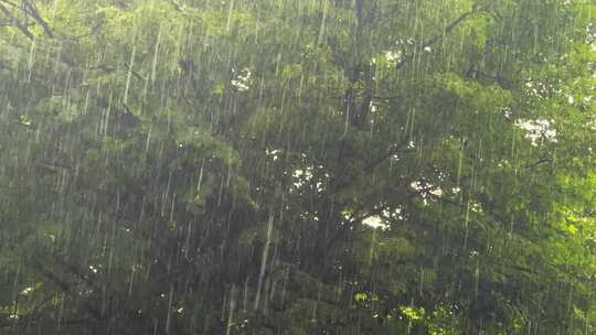 雨滴 唯美雨景 下雨 雨水