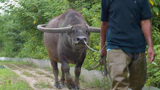 农村农民伯伯牵着亚洲水牛