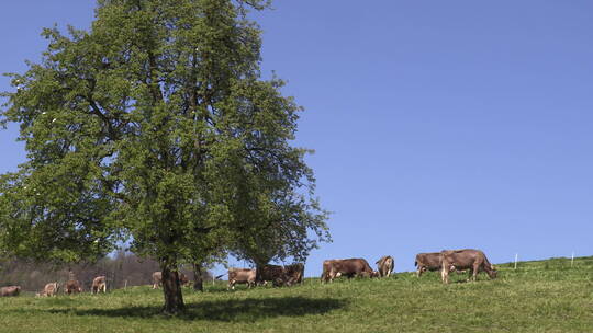 河北坝上草原牧场吃草的牛群