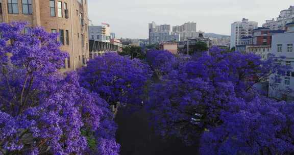 5K-昆明街道上的蓝花楹，昆明蓝花楹航拍