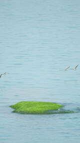 竖屏海中一片绿色小岛上栖息一群海鸥飞起4K高清在线视频素材下载