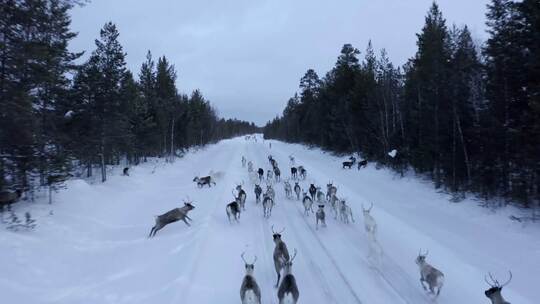 4K麋鹿驯鹿雪地冬天下雪圣诞