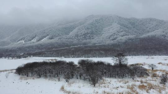 航拍湖北神农架大九湖冬季冰雪风光雪景