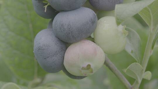 蓝莓种植LOG