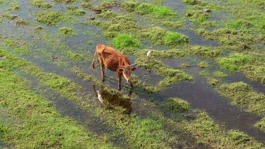 水田里吃草的黄牛