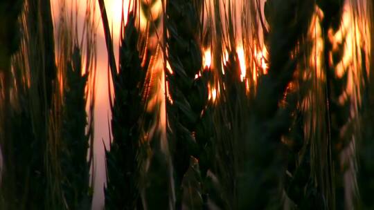 小麦挡住了日落