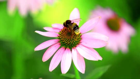 大黄蜂在美丽的花朵上视频素材模板下载
