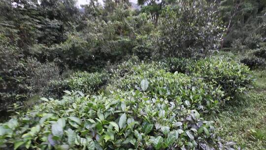 树林里的各种古树茶叶