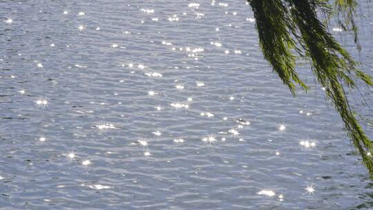 【空镜】4K河湖水面阳光柳树波光-虚焦变焦