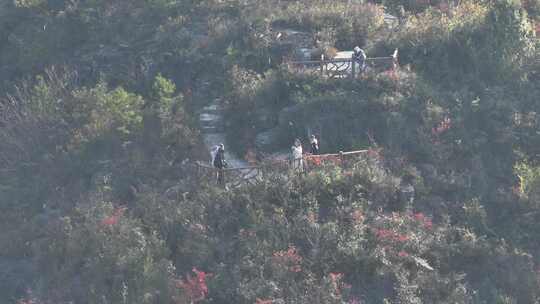 长江三峡巫峡红叶