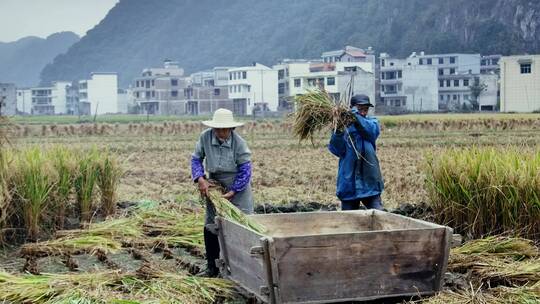 4k实拍农民人工收割水稻