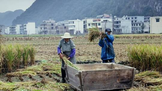 4k实拍农民人工收割水稻视频素材模板下载