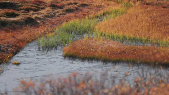 秋天苔原上长满枯草的小湖。慢动作视差镜头视频素材模板下载