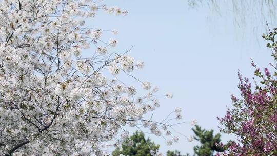 广场上的白色樱花和旁边的街道