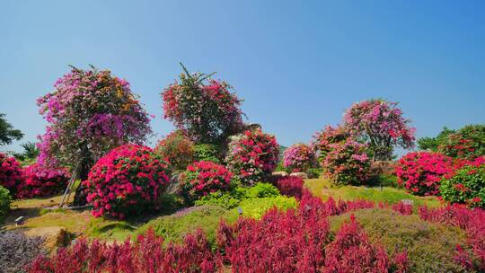 南宁青秀山三角梅花园叶子花