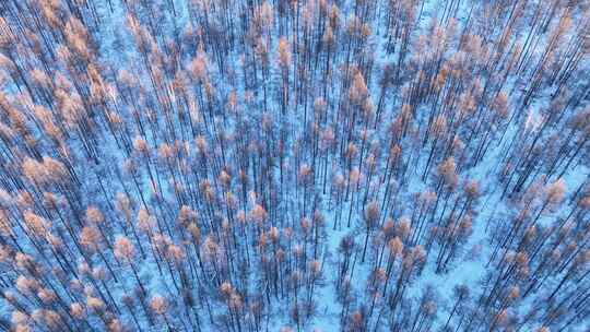 鸟瞰夕阳照耀的冬天雪林雪景