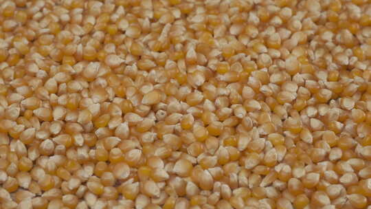玉米 谷物 玉米粒视频素材模板下载