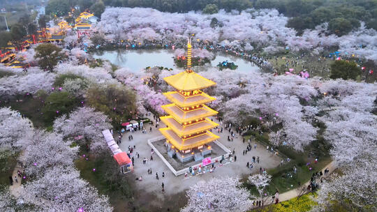 航拍武汉春天樱花季东湖樱园樱花与五重塔