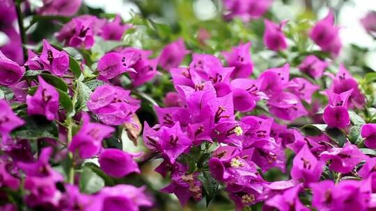 深紫色花瓣