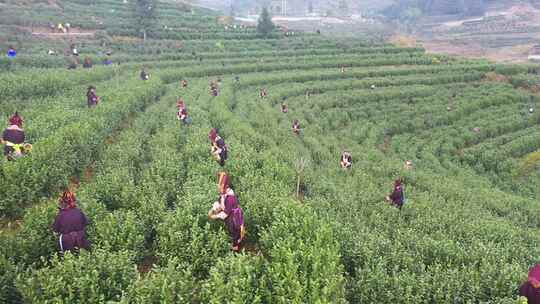 贵州高山茶园 多人采茶航拍