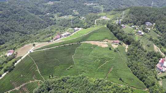 航拍农业高山茶园